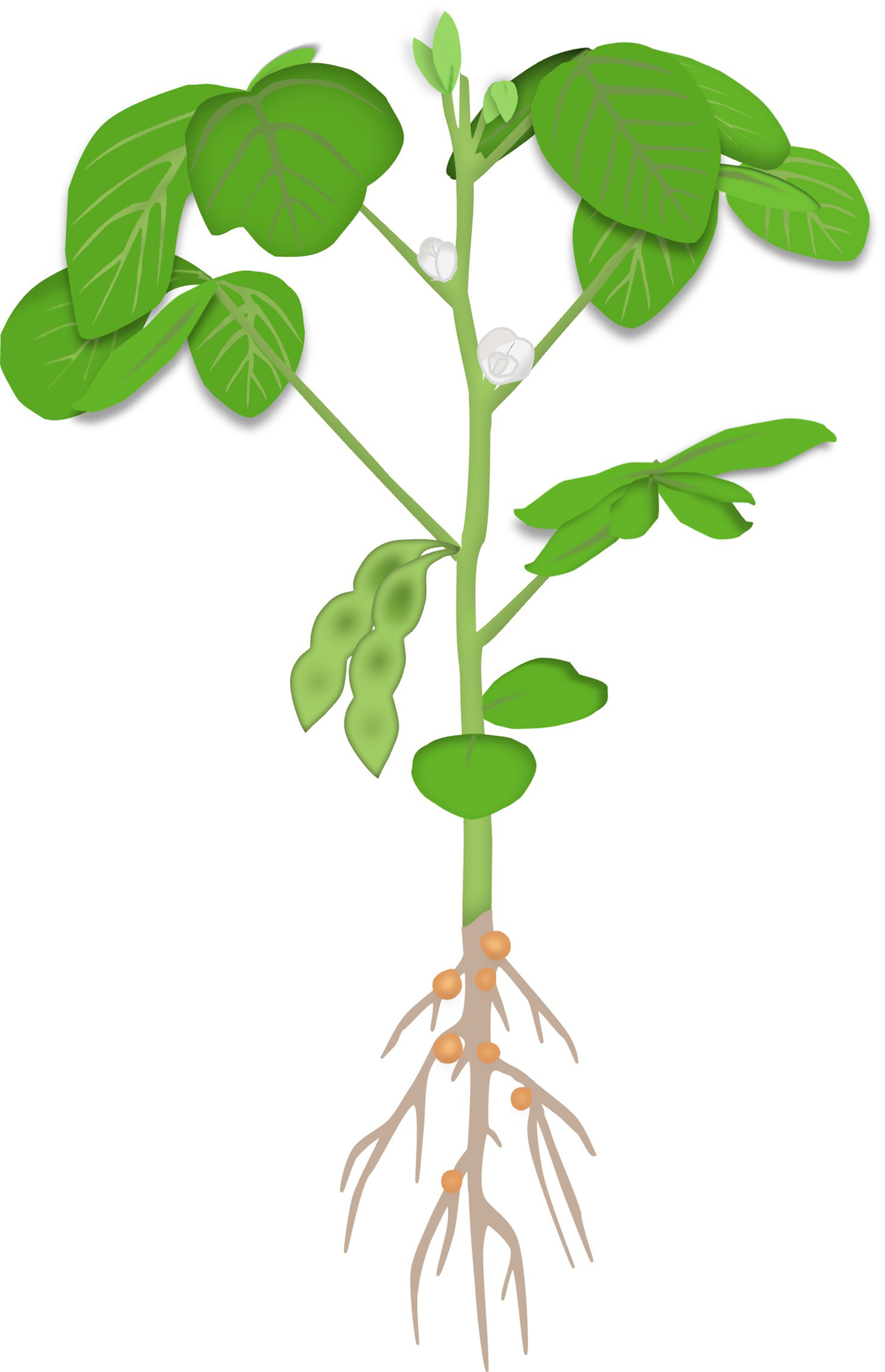 Soybean Plant